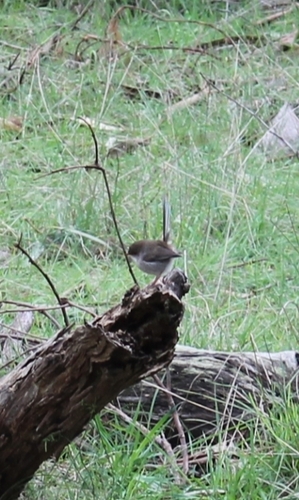 Superb Fairywren