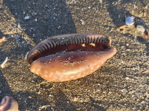Macrocypraea cervinetta observed 2026-07-28