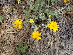 Eriophyllum lanatum achilleoides
