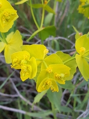 Euphorbia esula