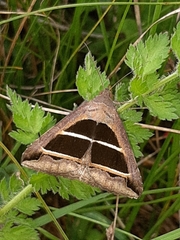 Grammodes bifasciata