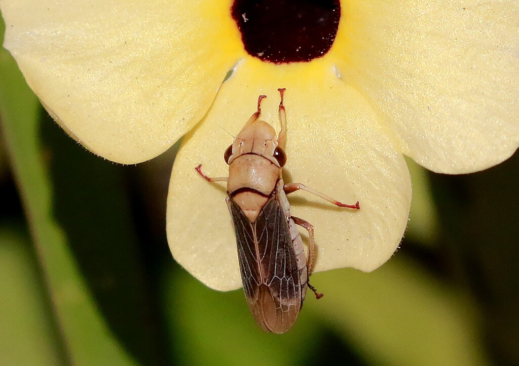 Oncometopia cordata