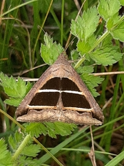 Grammodes bifasciata