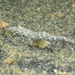 Crangonidae - Photo (c) alex_shure, algunos derechos reservados (CC BY-NC), subido por alex_shure