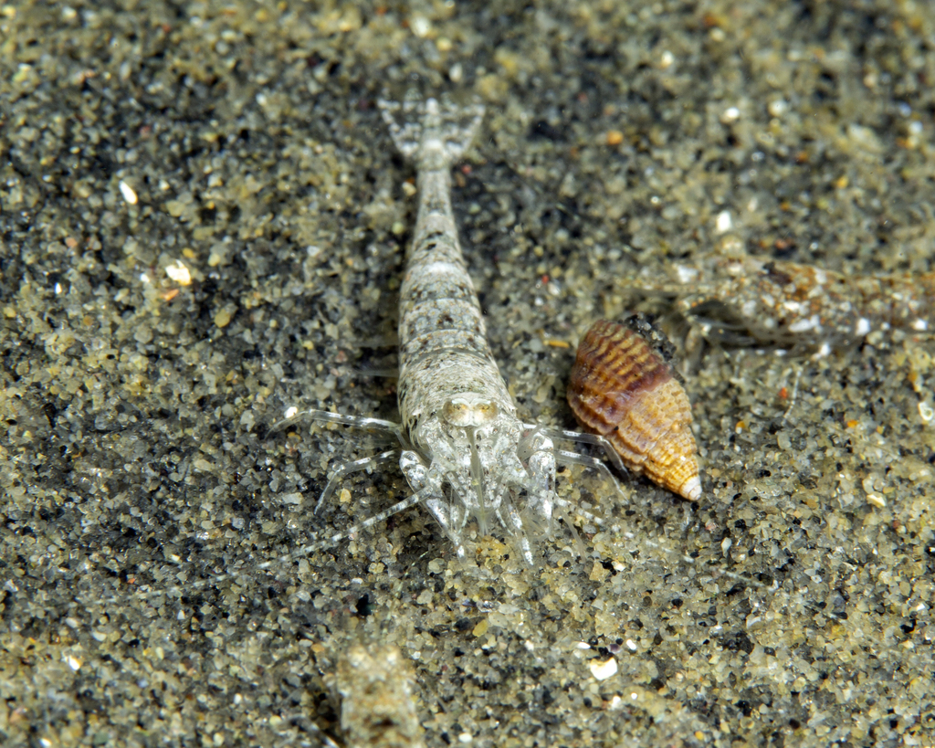 Sand Shrimp (Arthropods at Odiorne) · iNaturalist