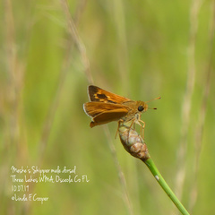 Hesperia meskei straton
