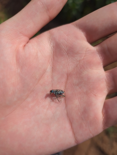 Ocellated Tiger Beetle
