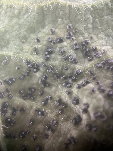 Mamianiella coryli, 2026-07-26