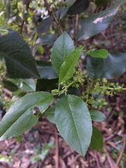 Rhamnus pirifolia