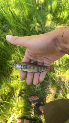 iNaturalist observation photo of Brook Trout