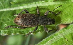 Brachyderes incanus