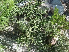 Koeberlinia spinosa