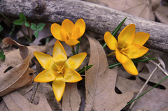 Crocus flavus