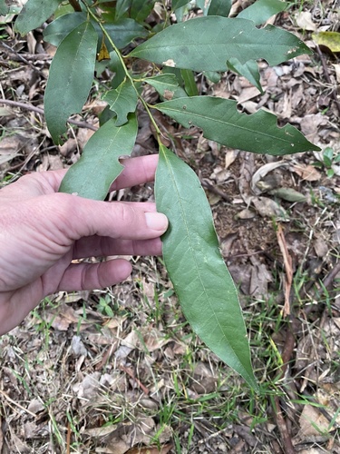 Cryptocarya glaucescens observed 2026-07-28