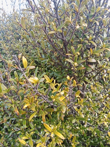 Coprosma pseudocuneata, photograph 6