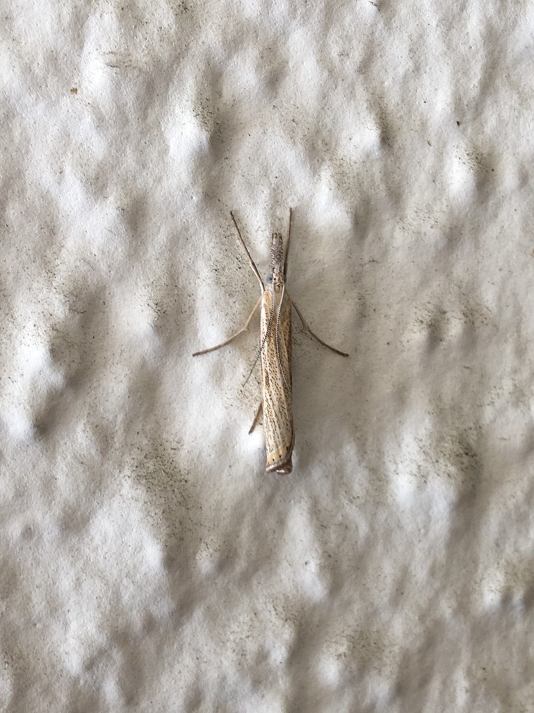 Agriphila attenuatus