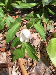 Anemonoides quinquefolia