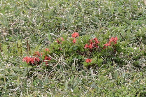 Rhododendron japonicum