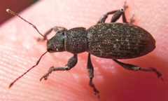 Brachyderes incanus