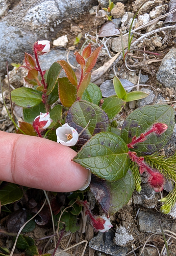 Gaultheria adenothrix, photograph 1