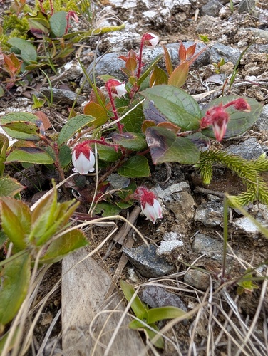 Gaultheria adenothrix, photograph 2