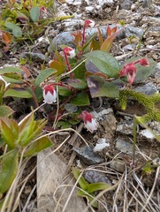 Gaultheria adenothrix, photograph (c) Kristof Zyskowski, some rights reserved (CC BY)