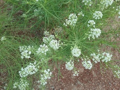 Lepidium fremontii