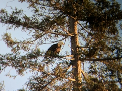 Haliaeetus leucocephalus