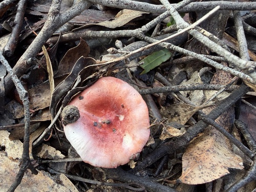 Russula persanguinea