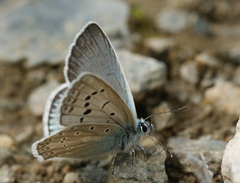 Polyommatus aedon