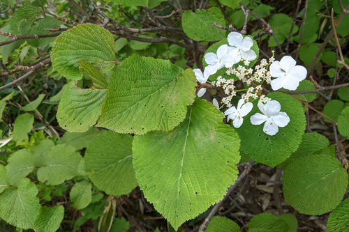 Viburnum furcatum, photograph 2