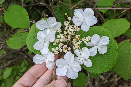 Viburnum furcatum, photograph 1