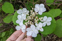 Viburnum furcatum, photograph (c) Kristof Zyskowski, some rights reserved (CC BY)