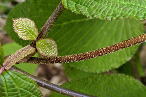 Viburnum furcatum, photograph 3