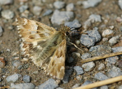 Muschampia lavatherae