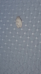 Durrantia piperatella