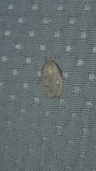 Durrantia piperatella