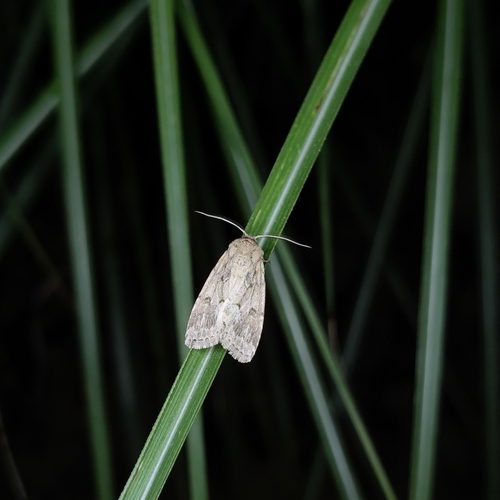 Spodoptera depravata