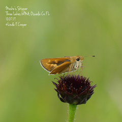 Hesperia meskei