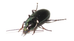 Poecilus chalcites