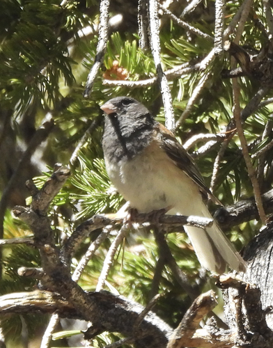 iNaturalist observation photo of Dark-eyed Junco
