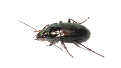 Poecilus chalcites