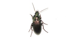 Poecilus chalcites