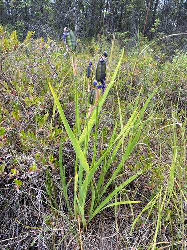 Iris setosa, photograph 6