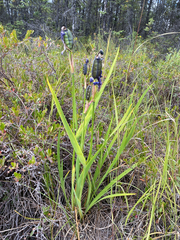 Iris setosa, photograph (c) Donald Hampton, some rights reserved (CC BY-SA)