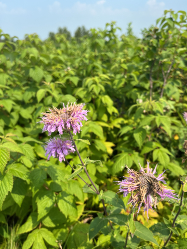 wild bergamot