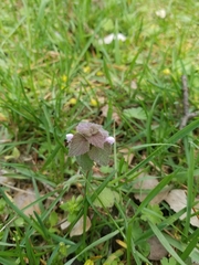 Lamium purpureum
