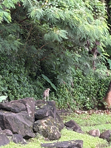 Nycticorax nycticorax observed 2026-07-28