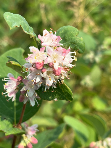Western Snowberry