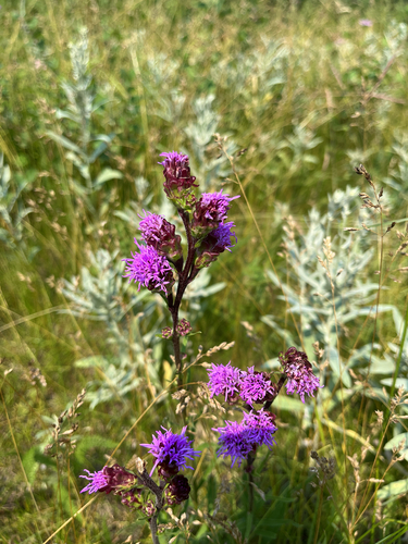 Rocky Mountain blazing star
